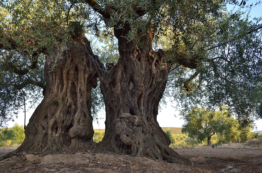 Olivenernte in Südeuropa