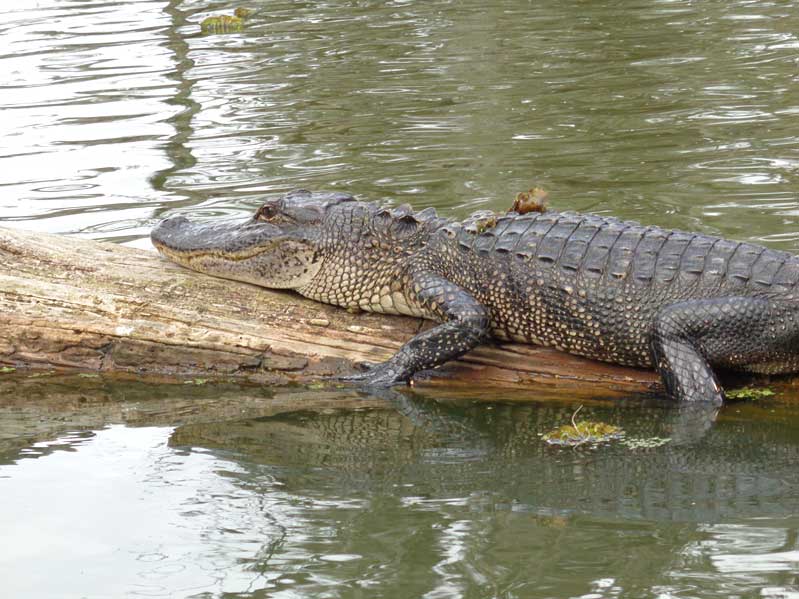 Ein Alligator genießt die Sonne © Nele M. Kother
