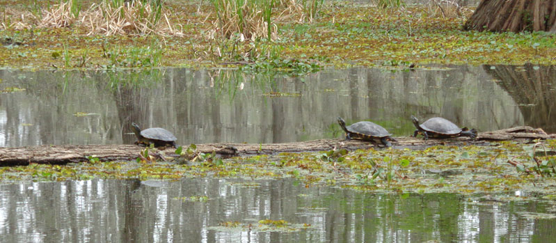 Schildkröten im Bayou © Nele M. Kother